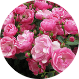 Muškátový oříšek růže